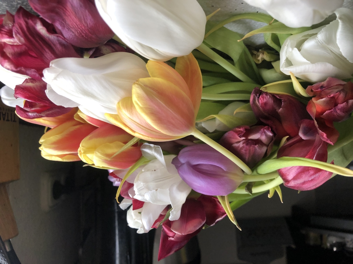 Tulpen Tulpen