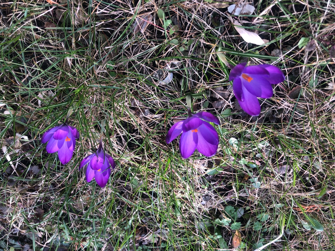 Krokusse Krokusse