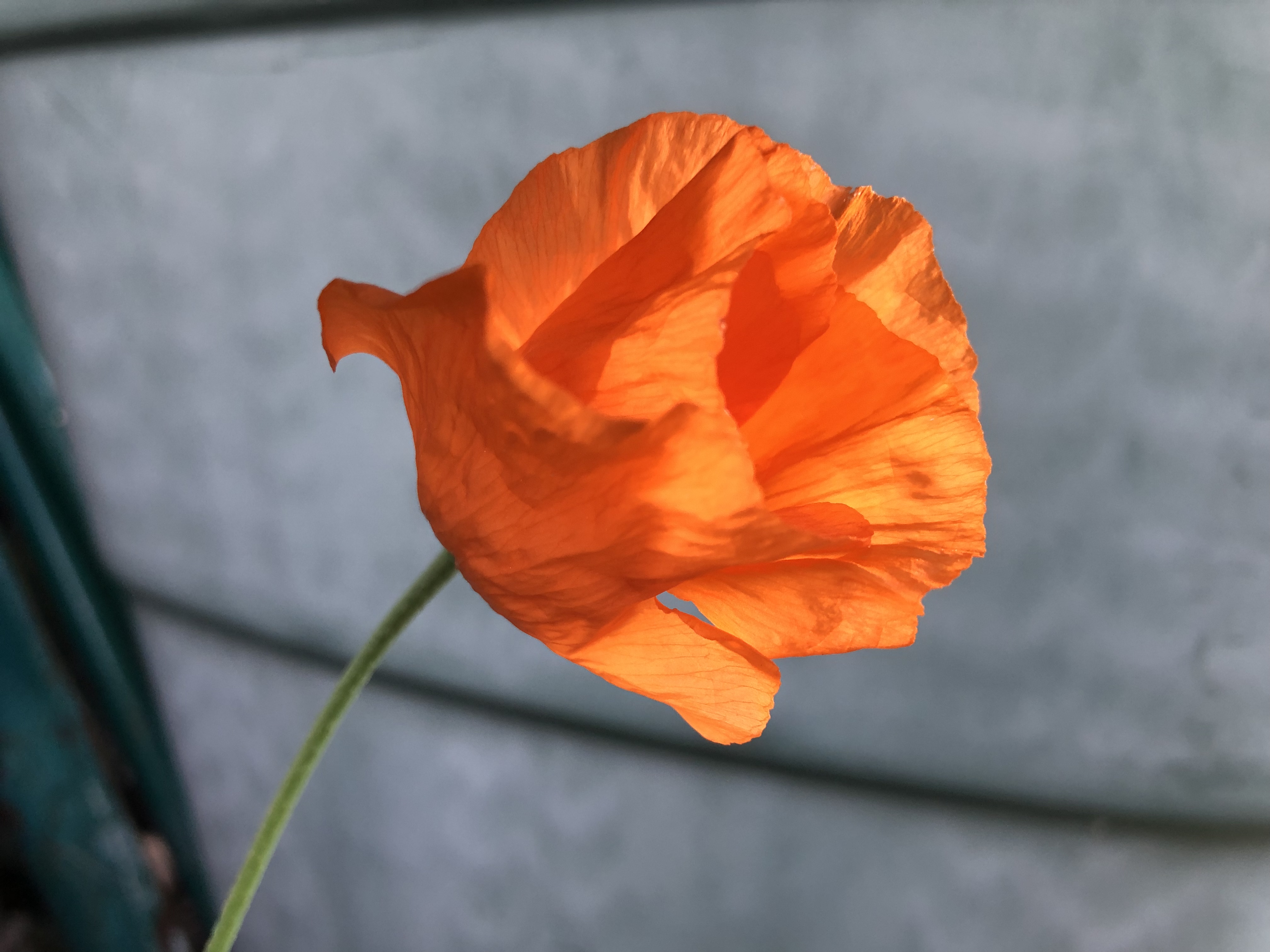 Mohn Mohn
