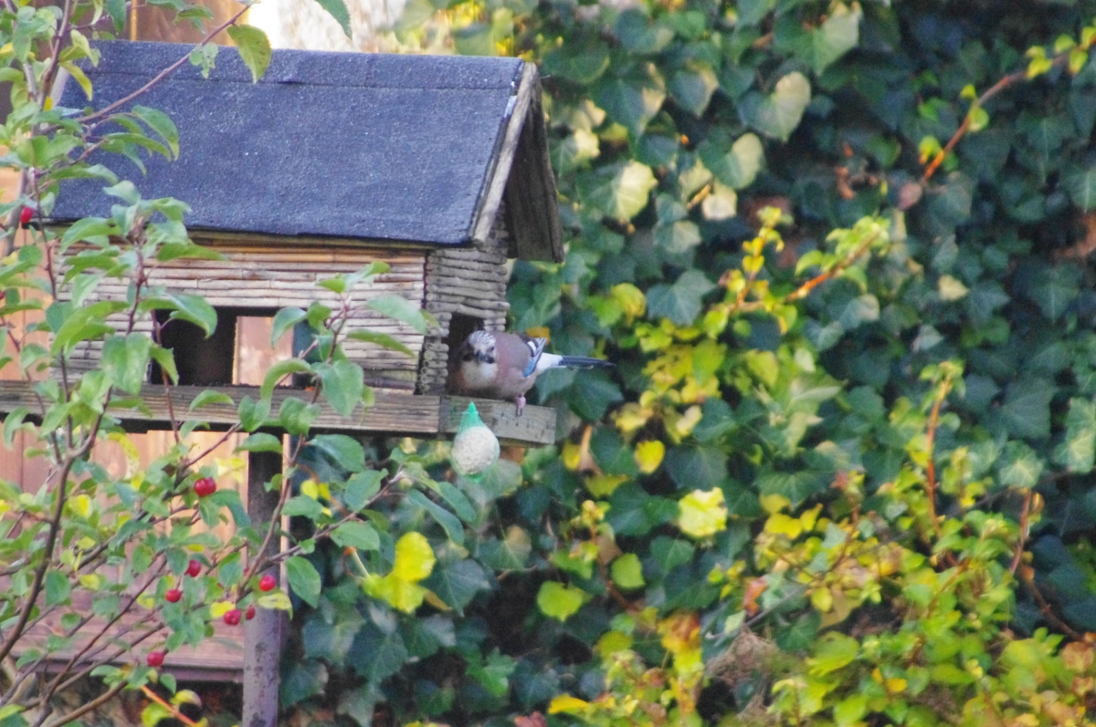 Eichelher im Vogelhaus Eichelher im Vogelhaus