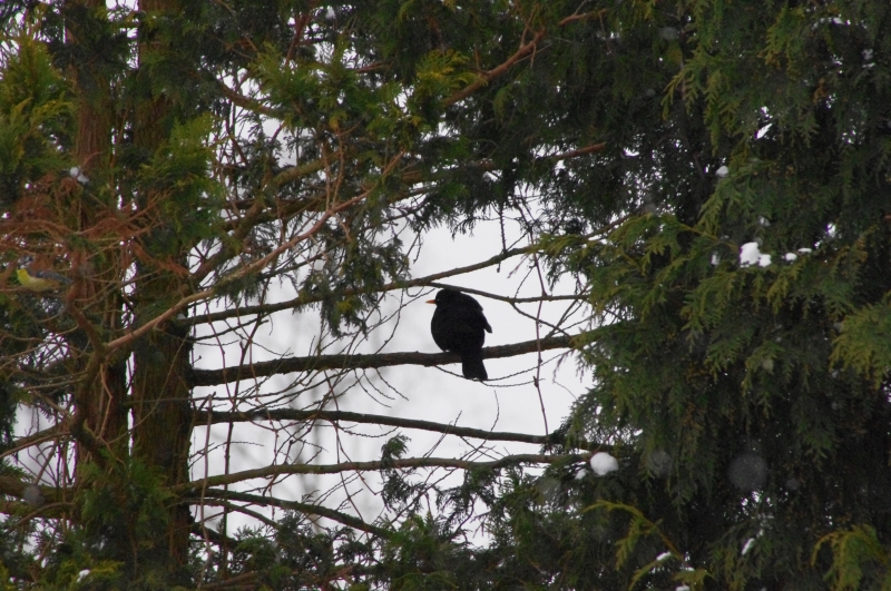 Amsel im März Amsel im März
