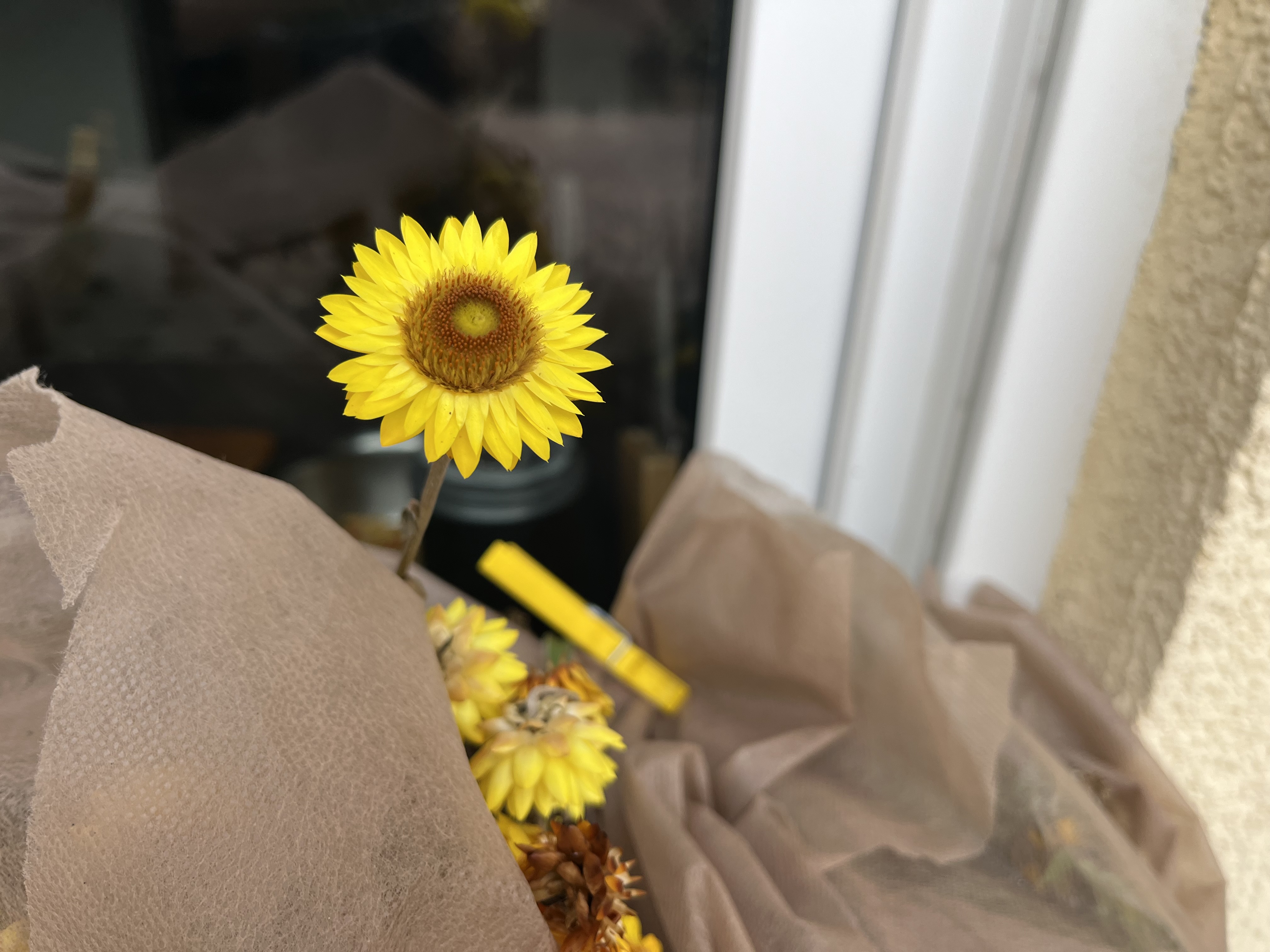 Strohblumen Strohblumen