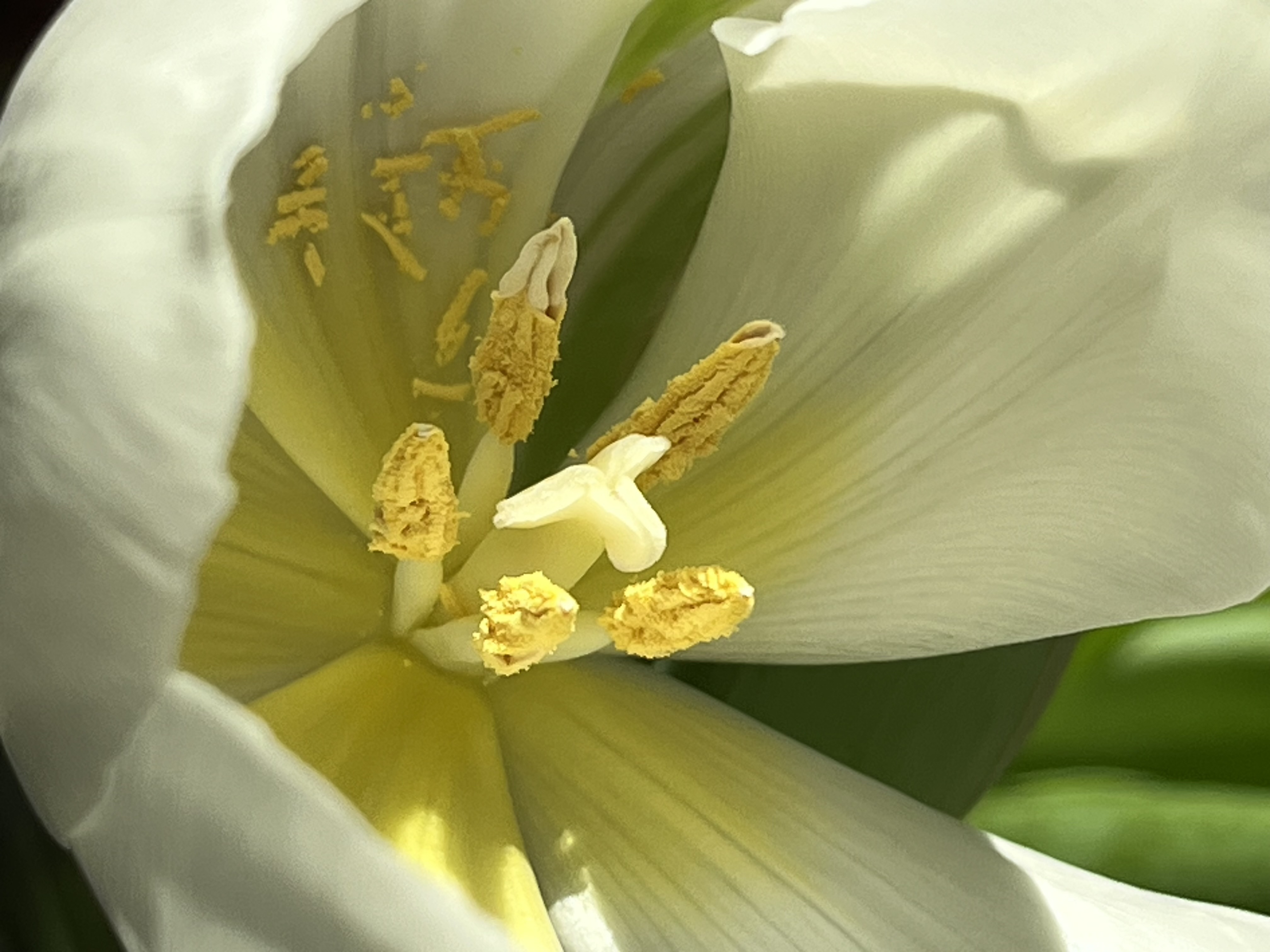 Tulpen Tulpen