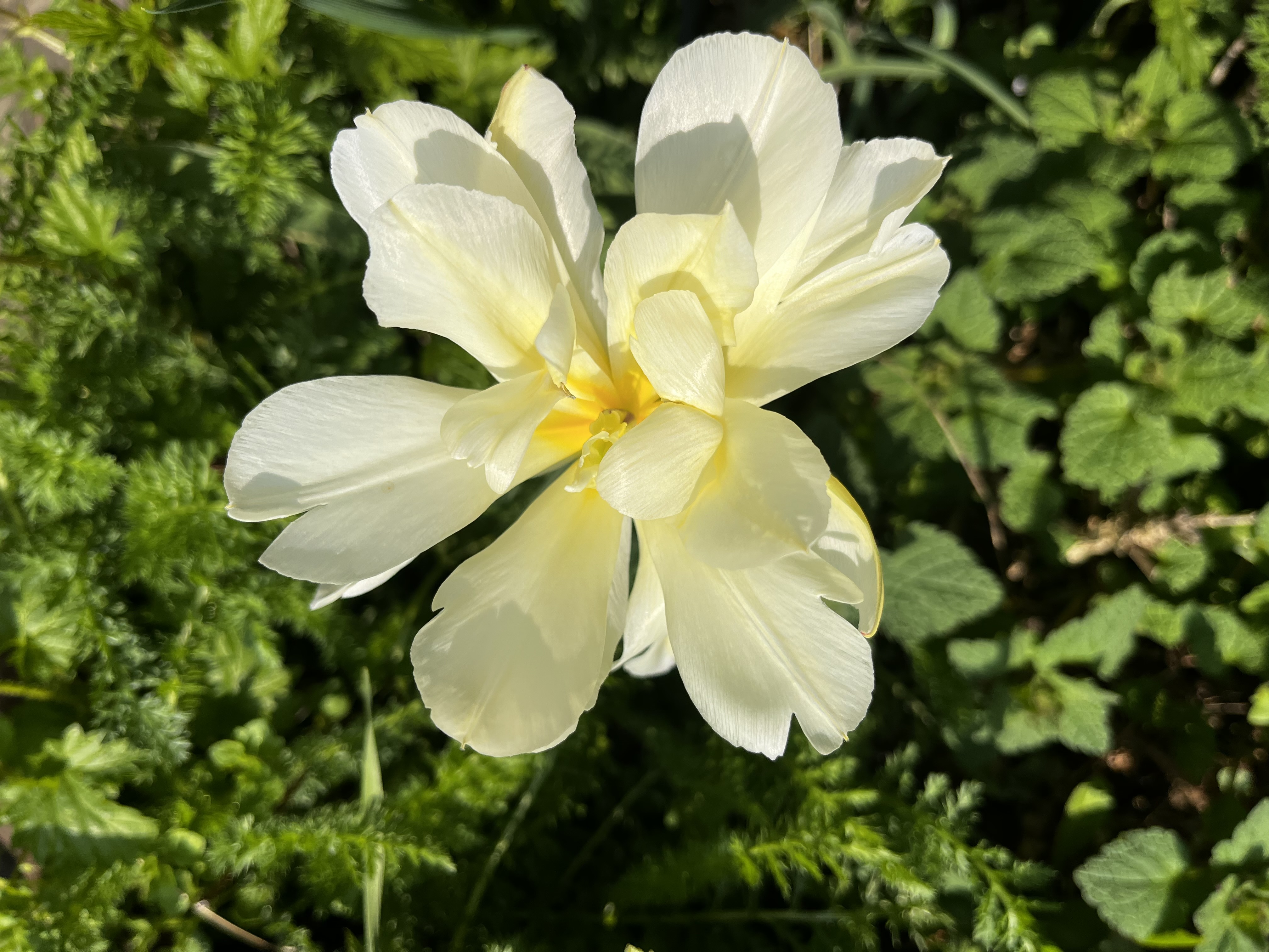Krietzschwitzer Tulpe Krietzschwitzer Tulpe