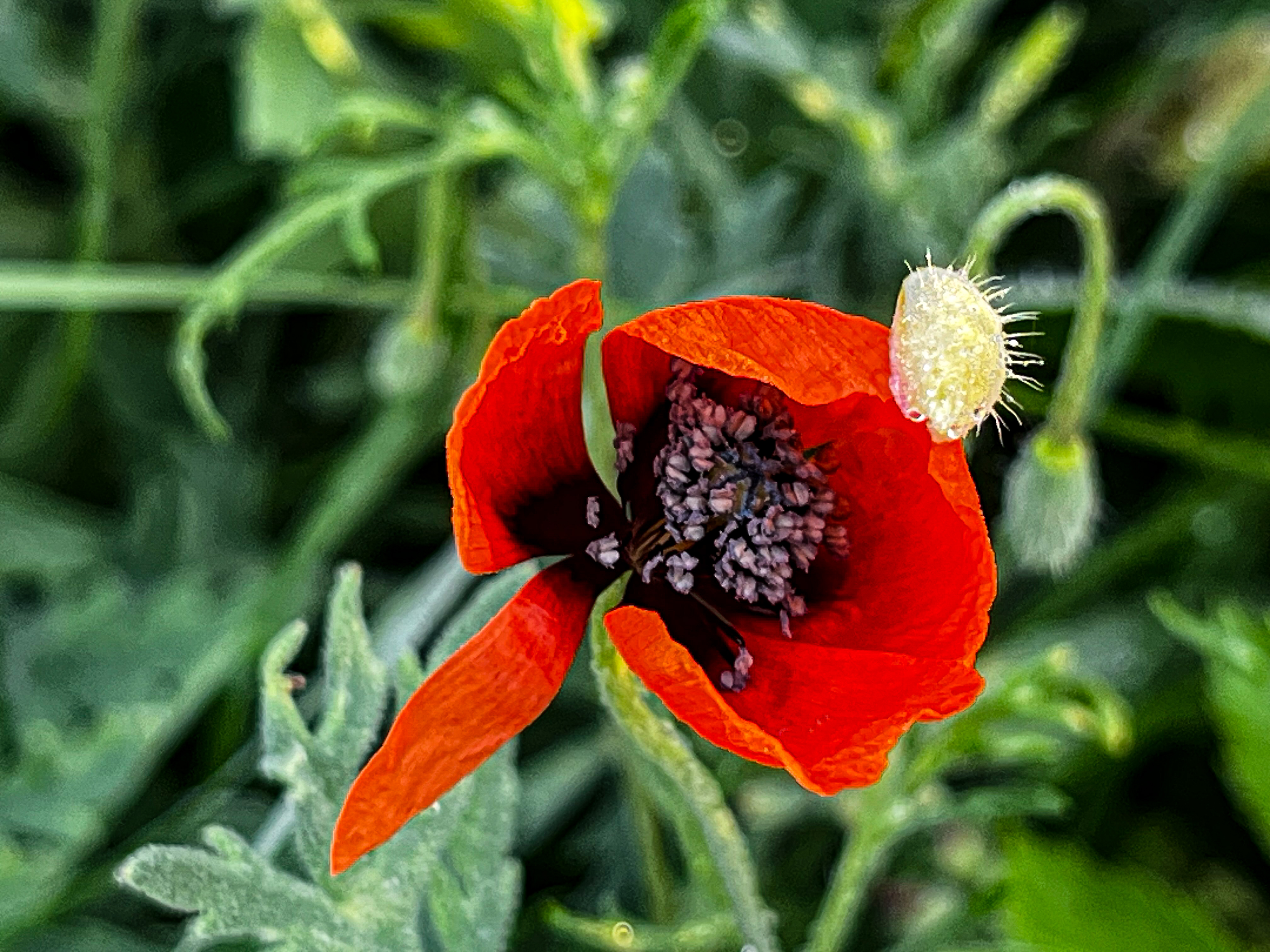 Mohn Mohn