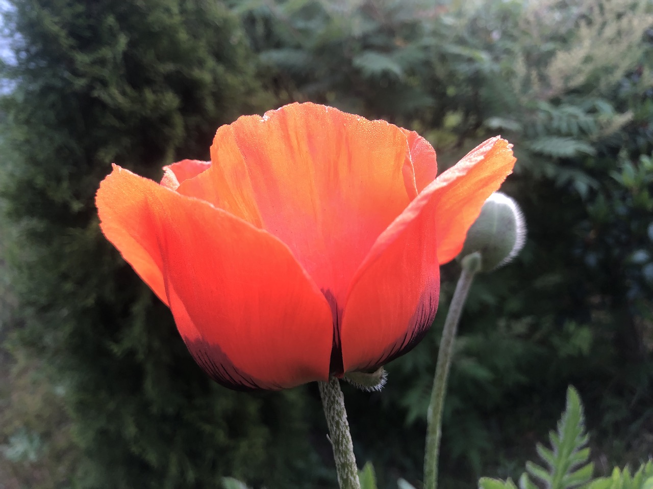 Mohn Mohn