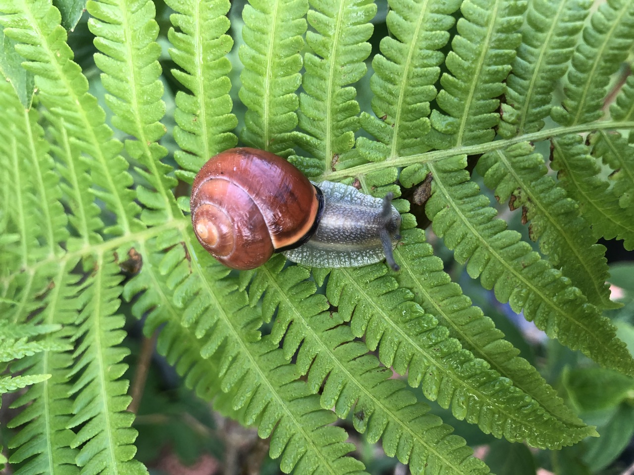 Schnecke Schnecke