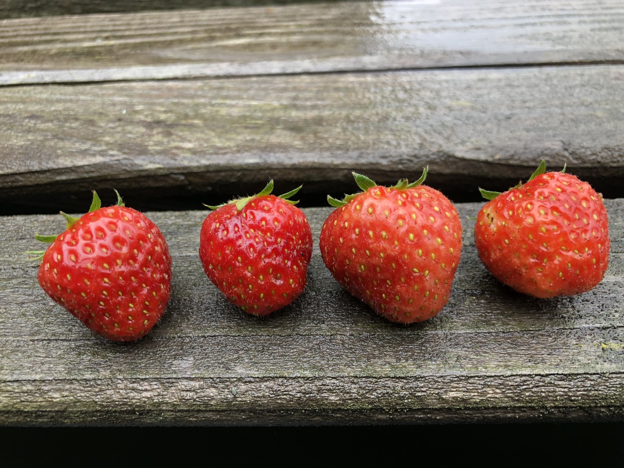 Erste Ernte Erste Ernte