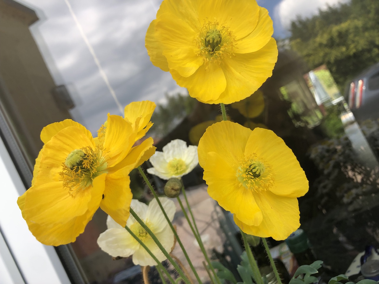 Blümchen Blümchen