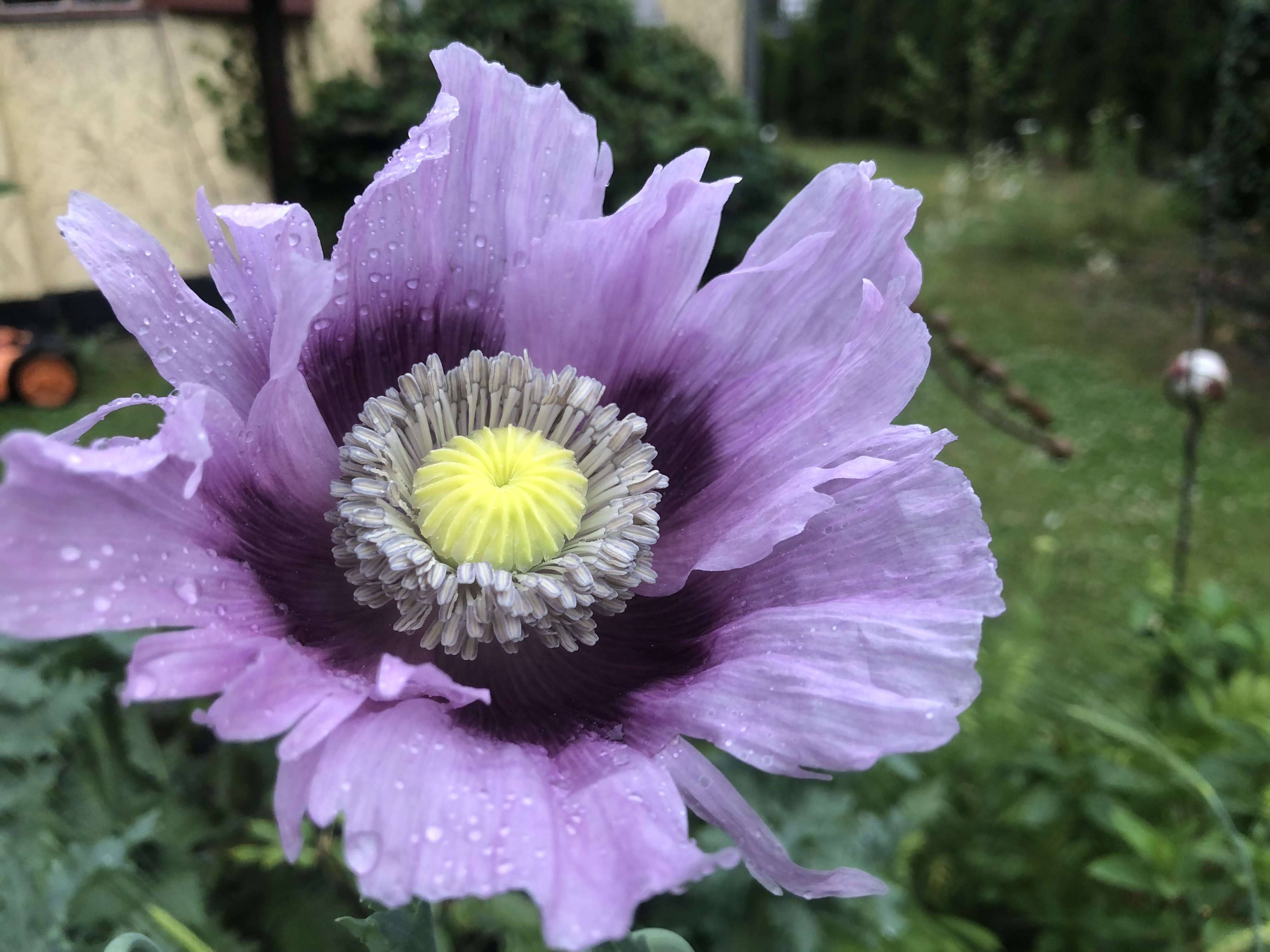Mohn Mohn