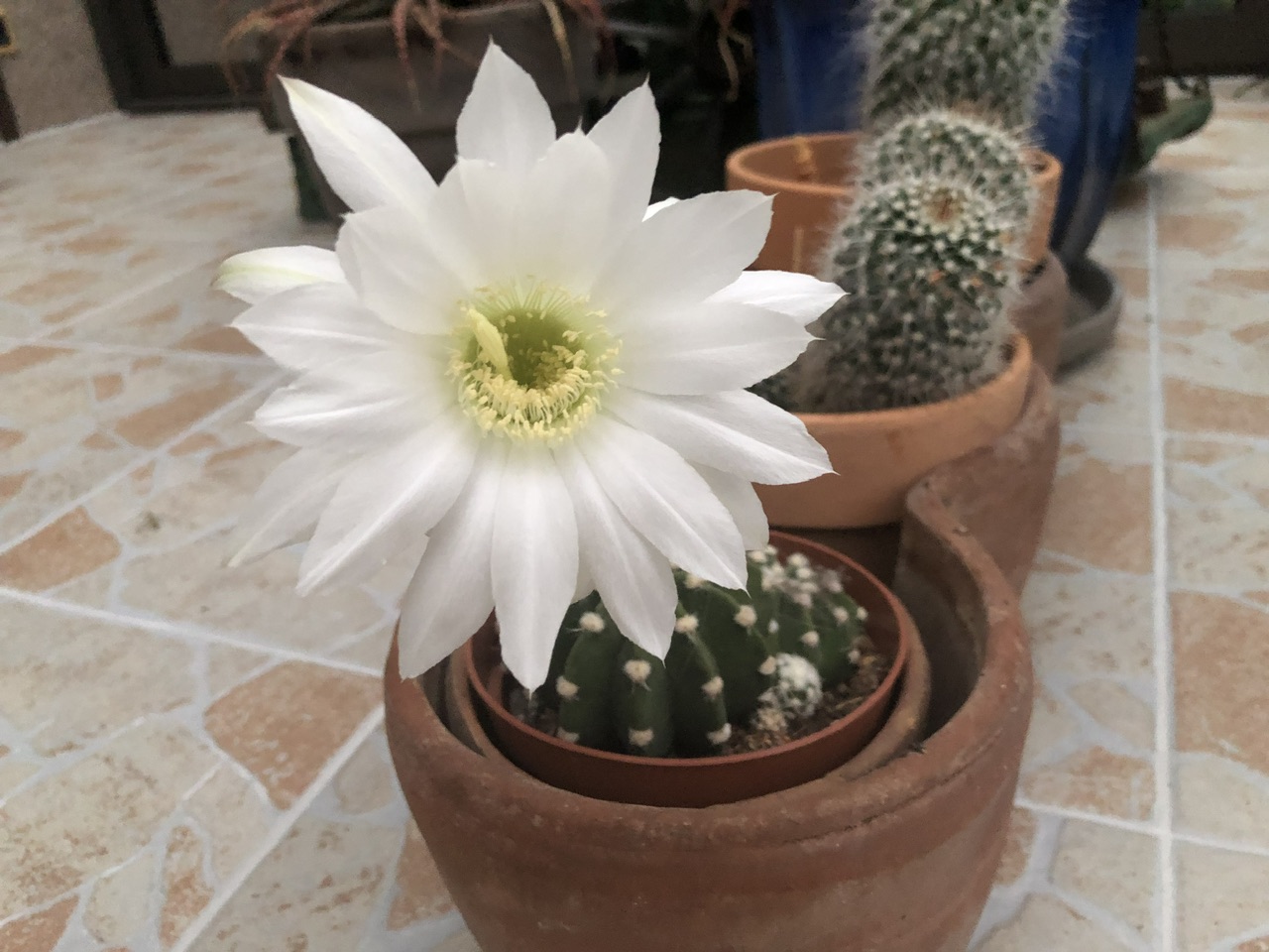 Lobivia ancistrophora Lobivia ancistrophora