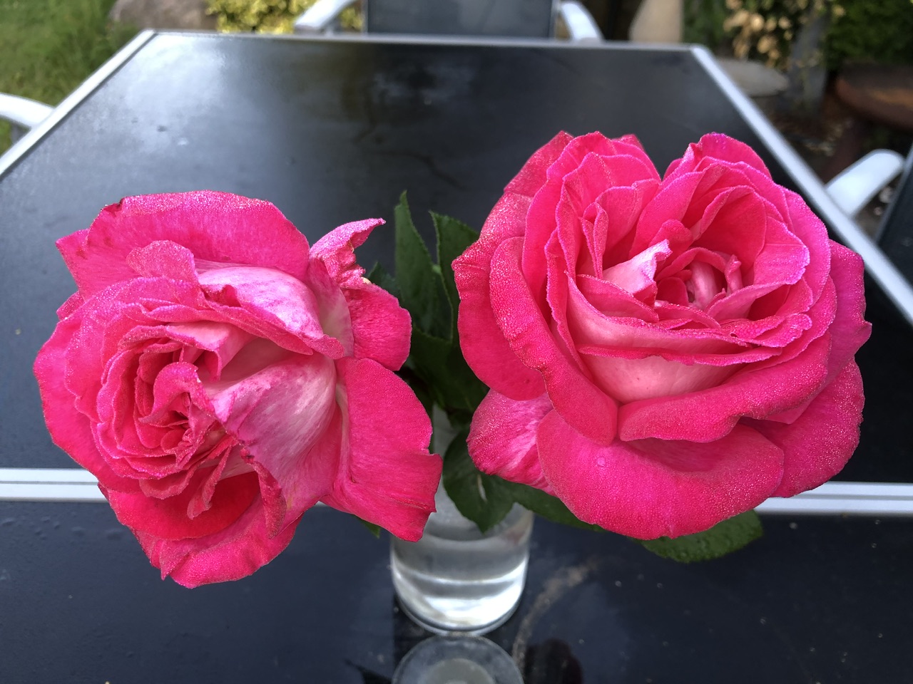 Rosen
