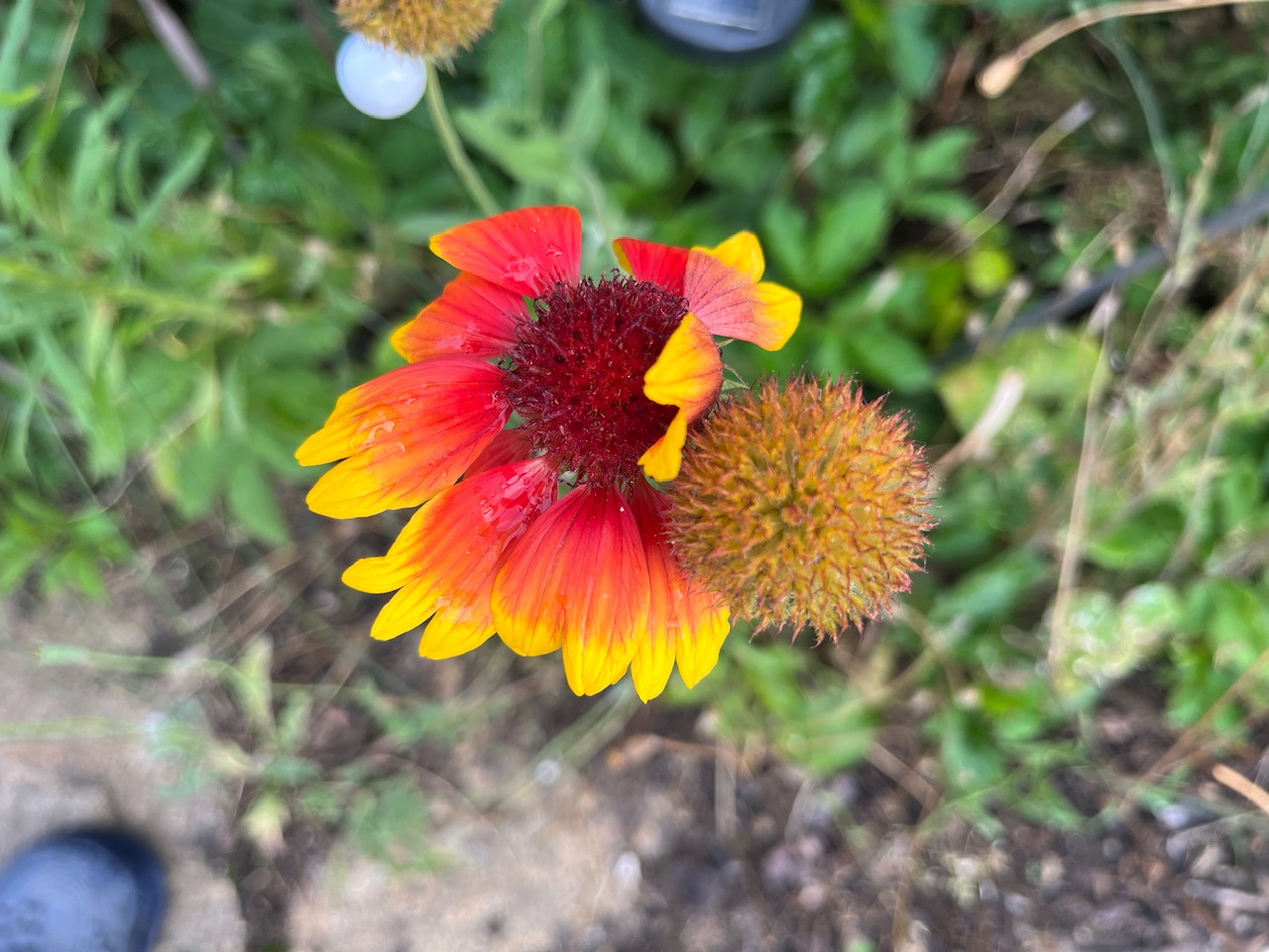 Sommerfarben Sommerfarben