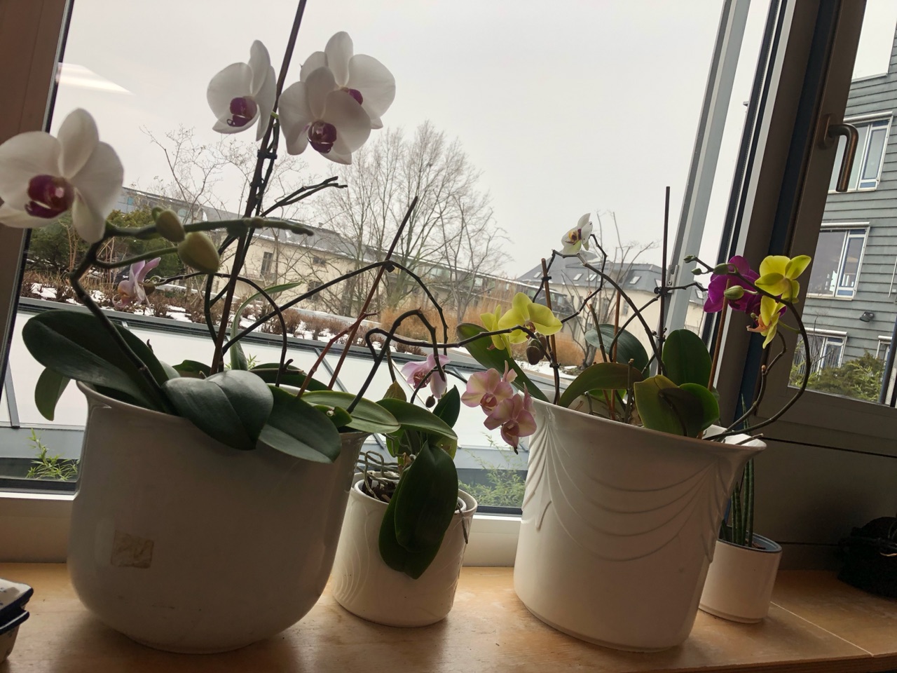 Orchideenexperiment