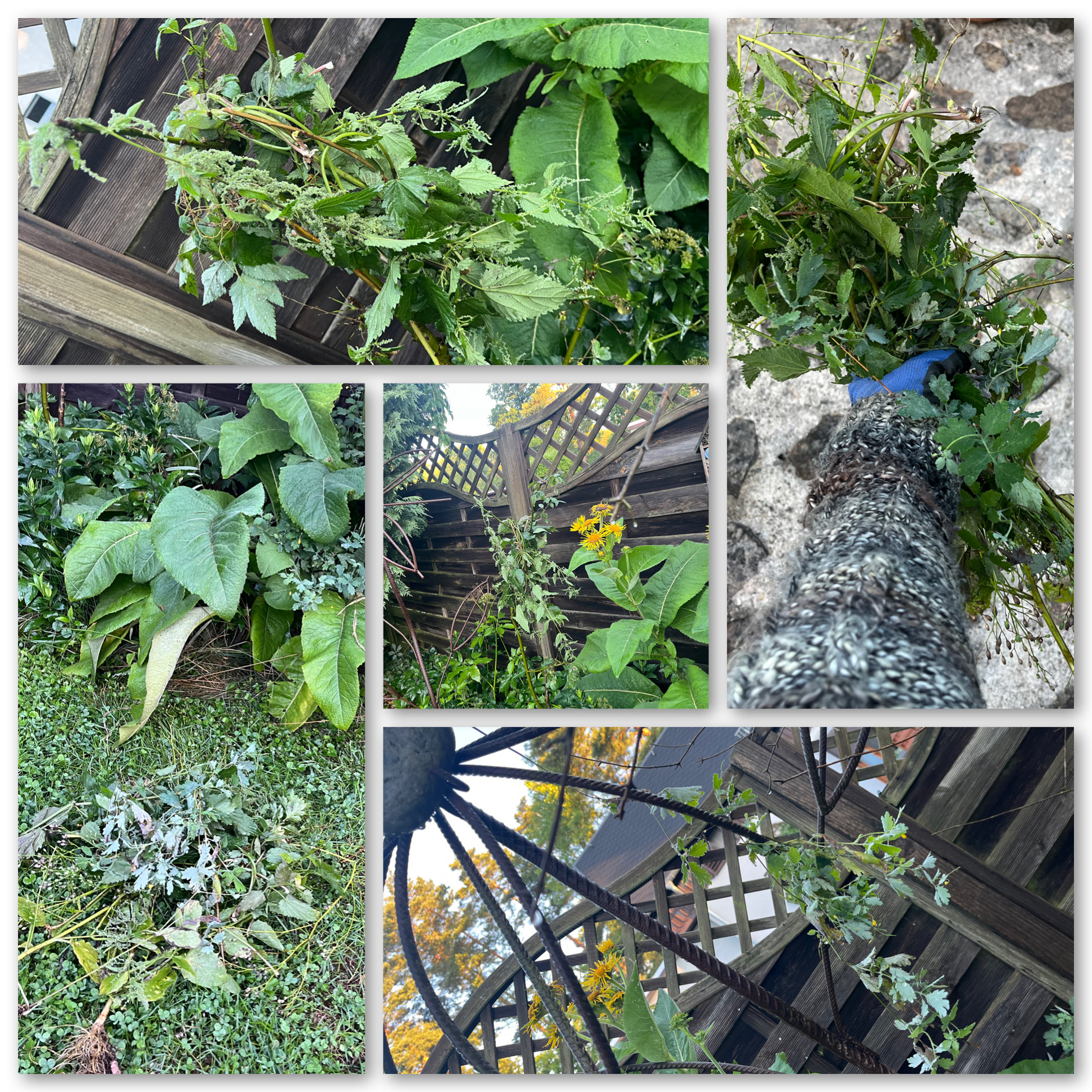Fliegendes Unkraut Fliegendes Unkraut