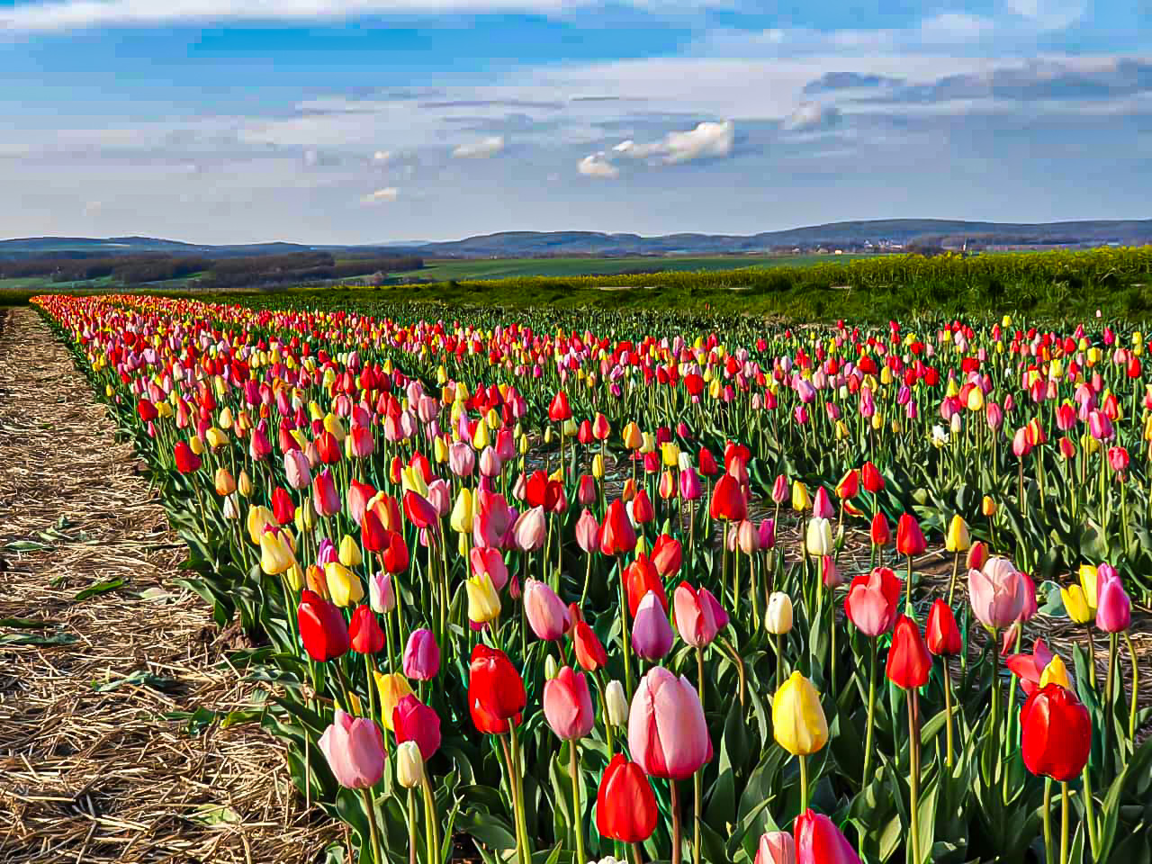 Krietzschwitzer Tulpenfeld Krietzschwitzer Tulpenfeld