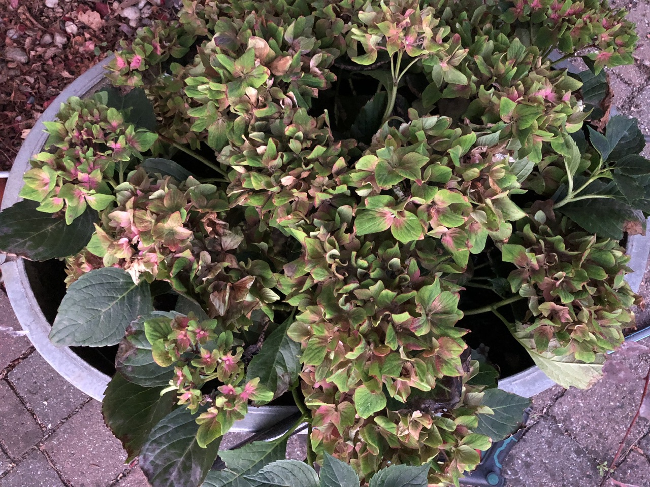 Hortensie Schloß Wackerbart Hortensie Schloß Wackerbart