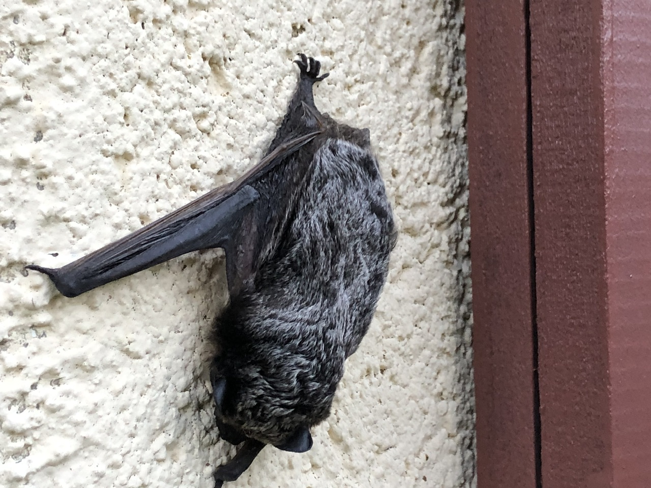 Fledermaus Fledermaus