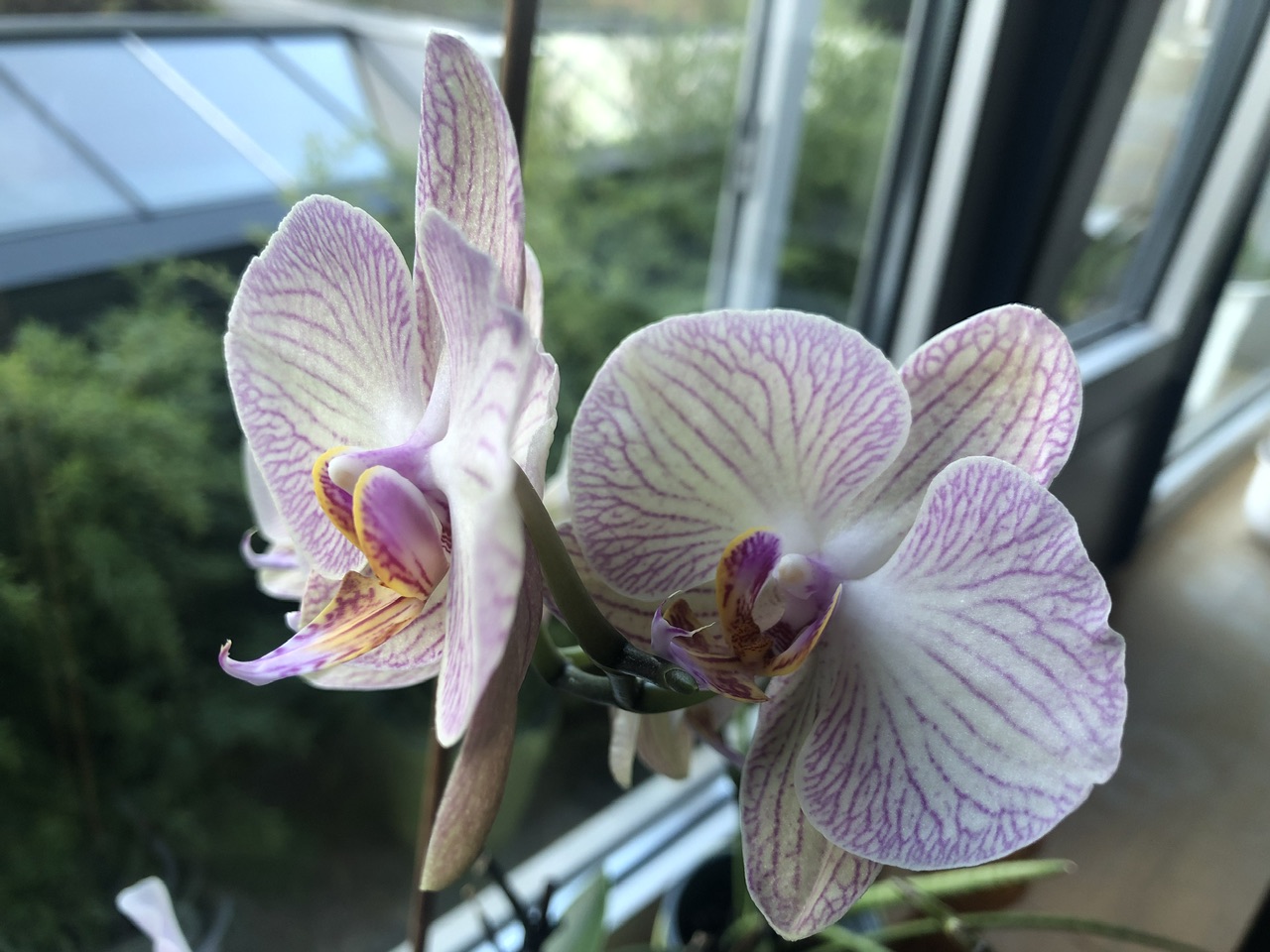 Orchidee Orchidee