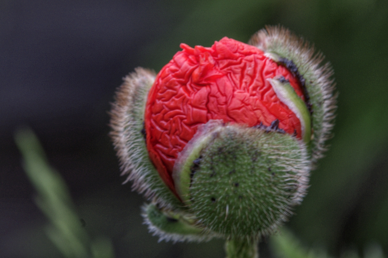Mohn Mohn