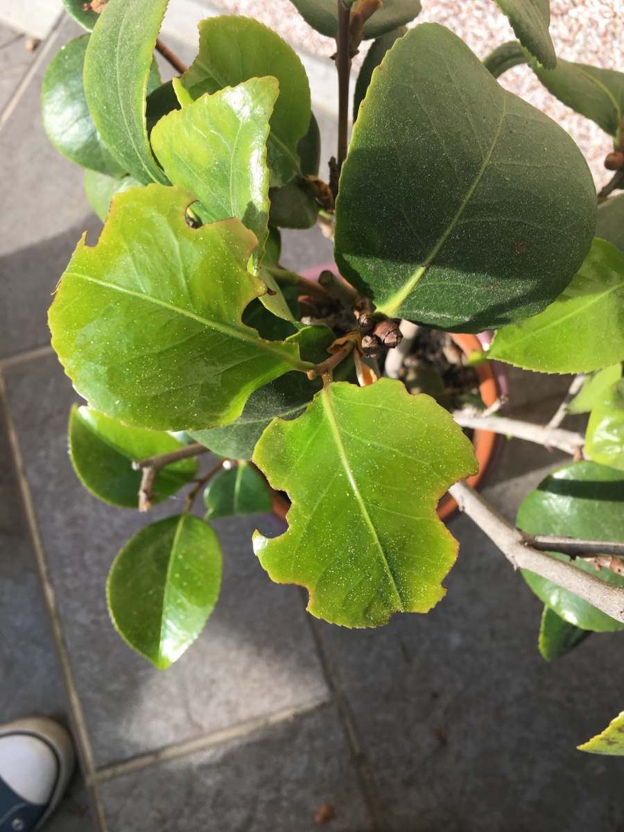 Dickmaulrüssler  Dickmaulrüssler