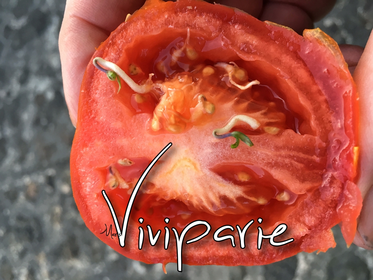 Tomaten Viviparie