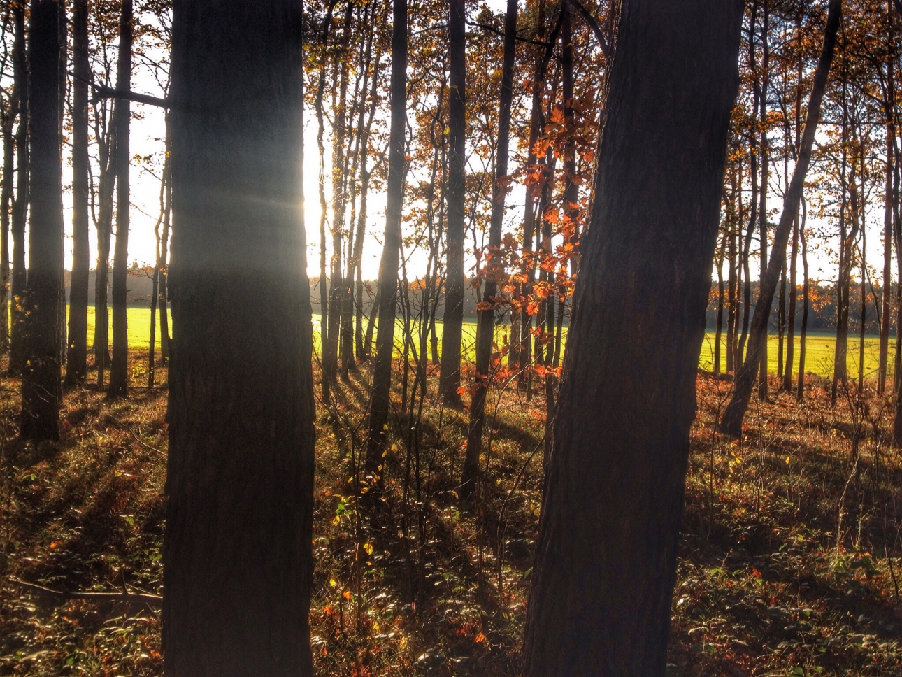 Waldblick Waldblick