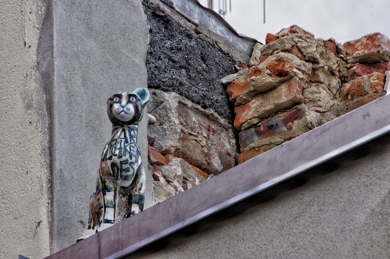 Katze Katze