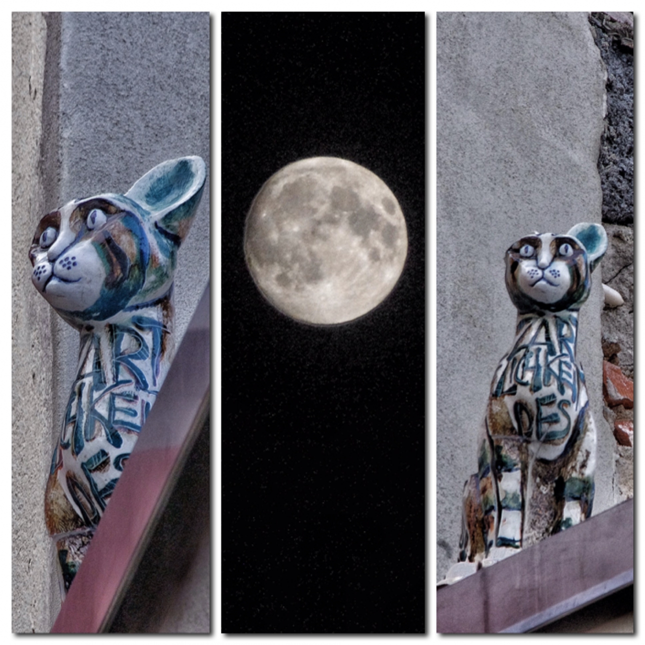 Katze bei Nacht Katze bei Nacht