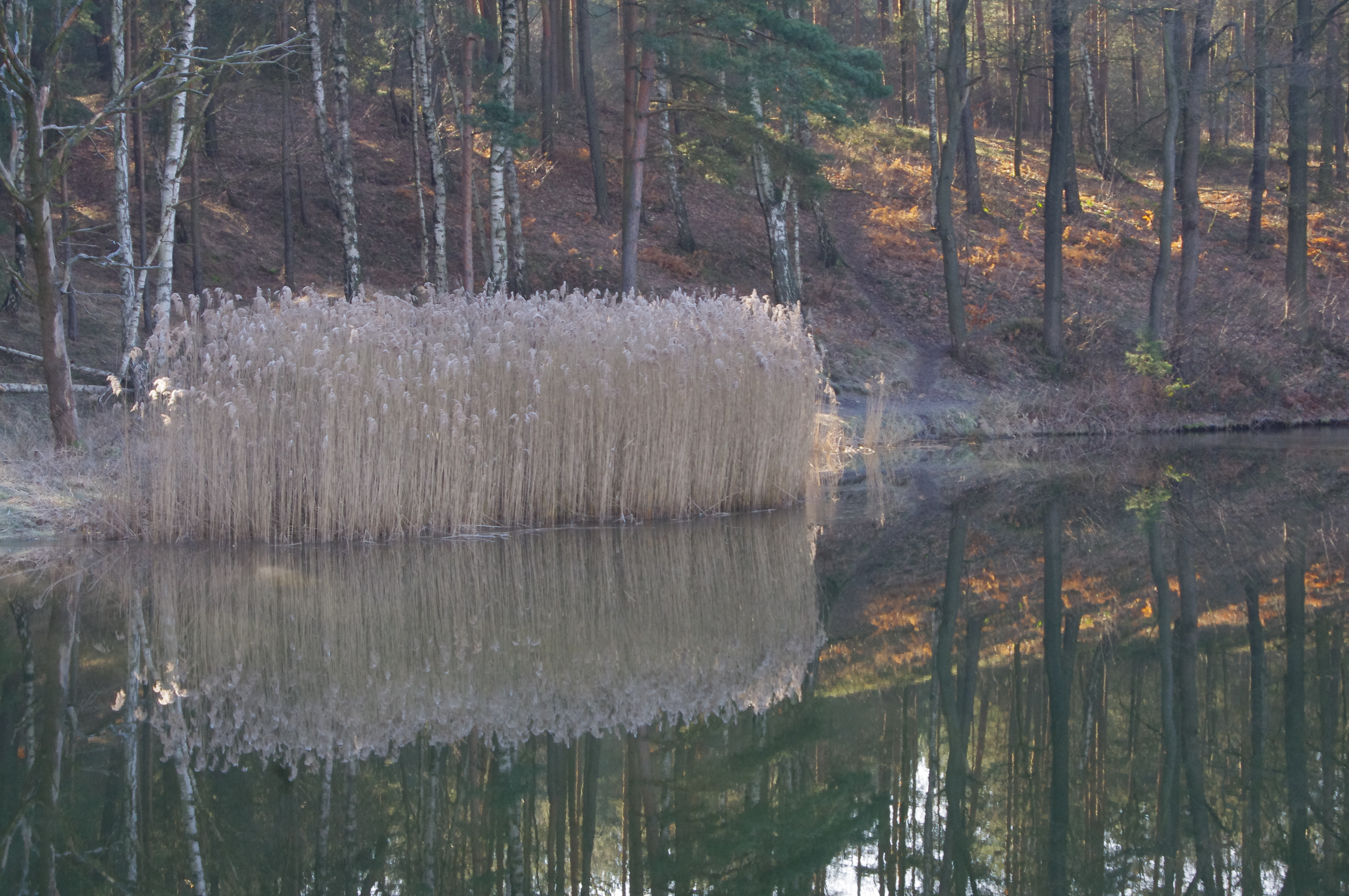 Spiegelung Spiegelung