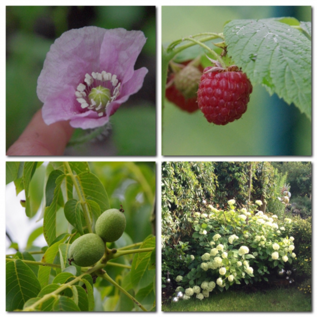 Mohn, Himbeeren, Walnüsse und Hortensie Mohn, Himbeeren, Walnüsse und Hortensie