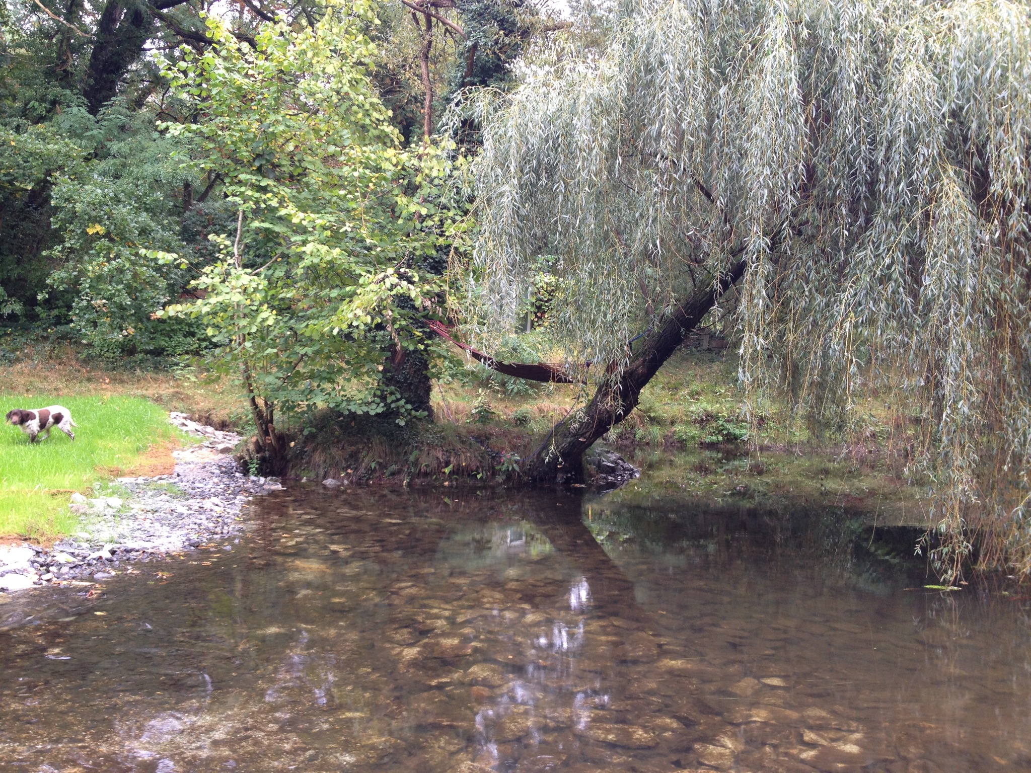 Weide am Fluss Weide am Fluss