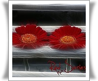 Red Series