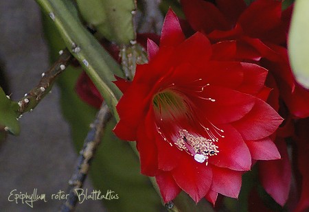 Epiphyllum roter Blattkaktus