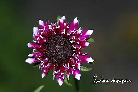 Scabiosa atropurpurea