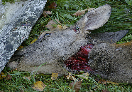 Wölfe in Königsbrück