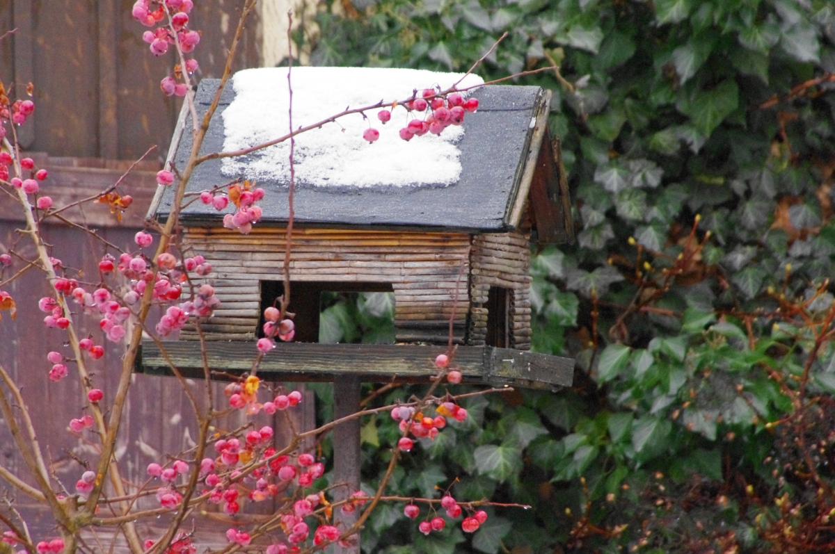 Vogelhaus Vogelhaus