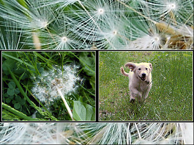 Amie - ein Golden Retriever erzhlt ...