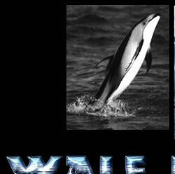 Wale und Delphine auf Mari'sPage