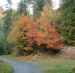 Herbstwanderung 2003 - Böhmische Schweiz