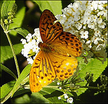 Schmetterling in meinem Garten