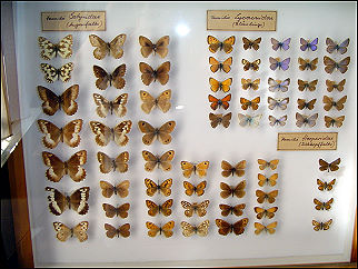 Schmetterlingssammlung im Naturalienkabinett Waldenburg in Sachsen