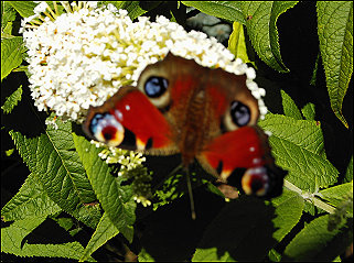 Tagpfauenauge - Foto Mari