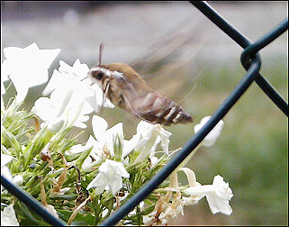 ein Kolibri?