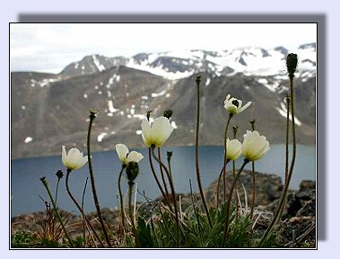 Svalbardmohn in Bruceneset - Foto: Rolf Stange - 11.07.2005