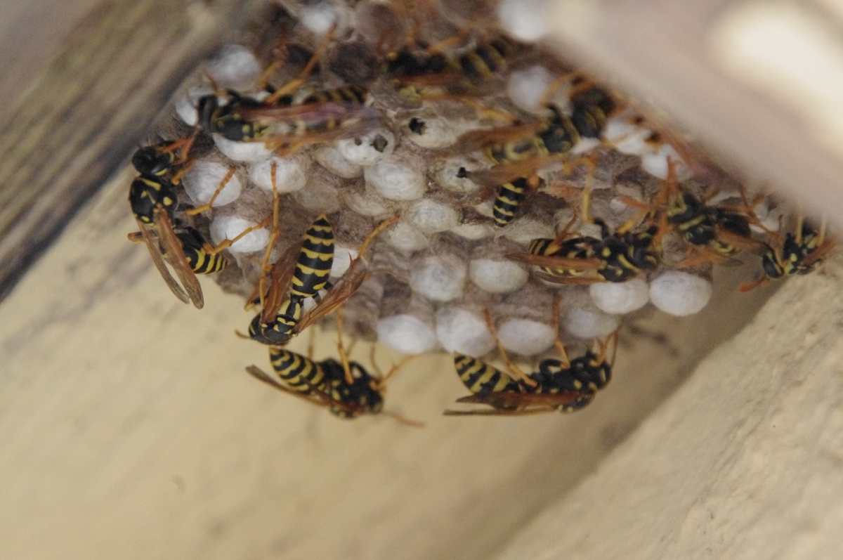 Waldbienen Waldbienen