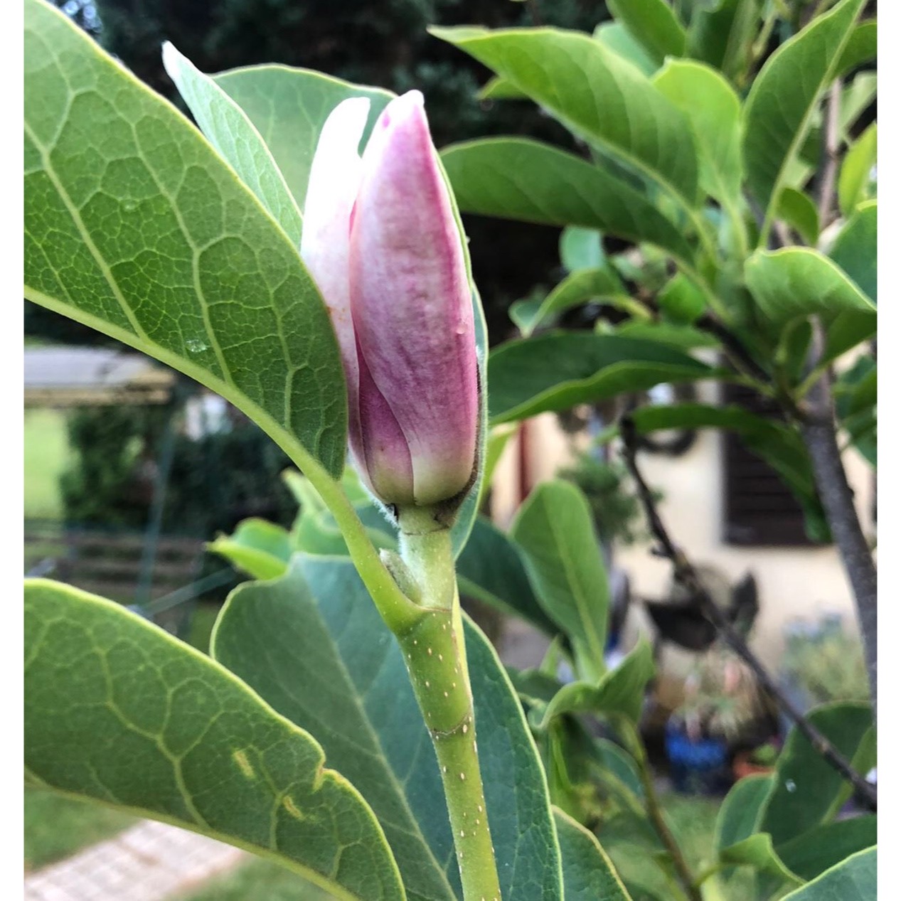 Magnolie im Sommer Magnolie im Sommer