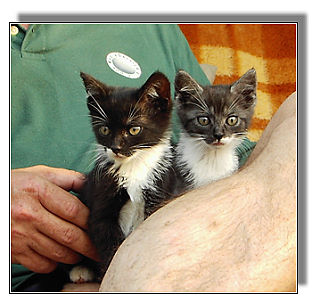 Morli und Nettel Morli und Nettel