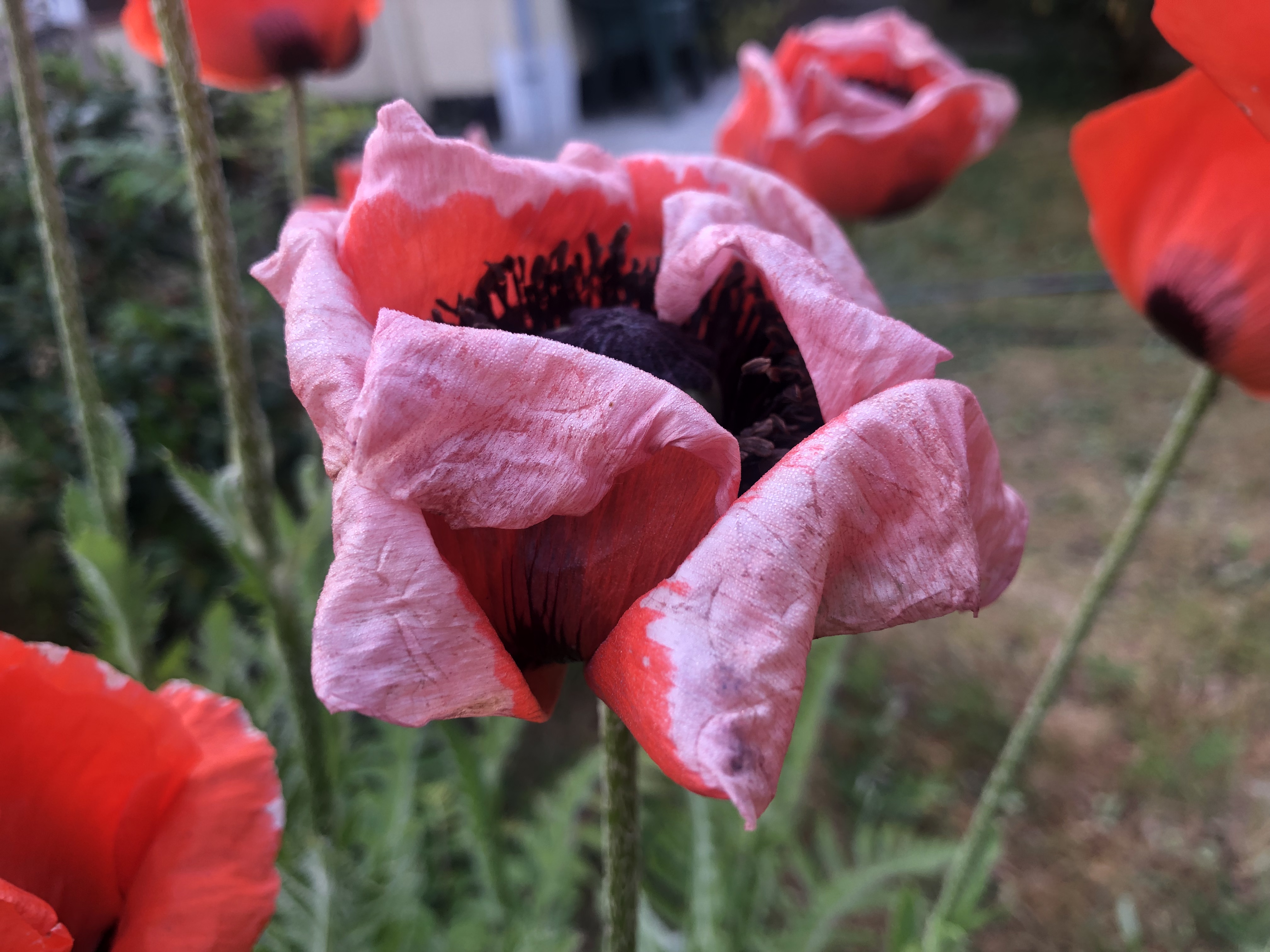 Mohn Mohn