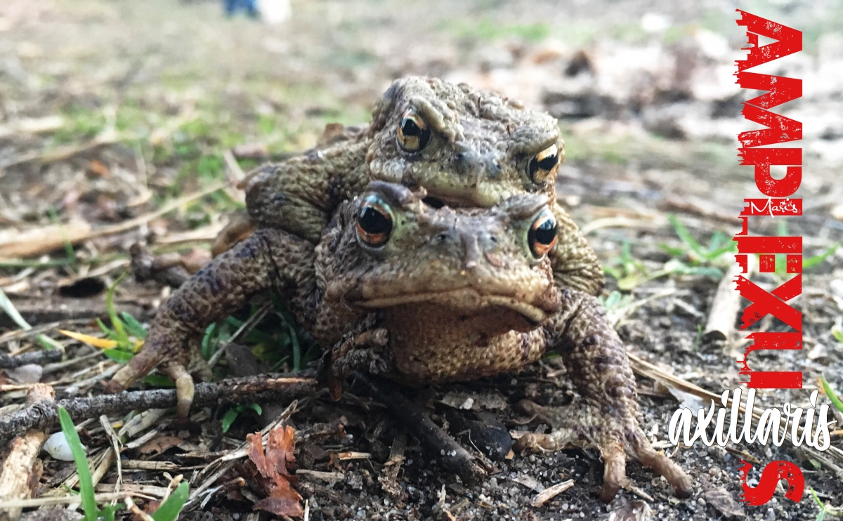 Amplexus axillaris Amplexus axillaris